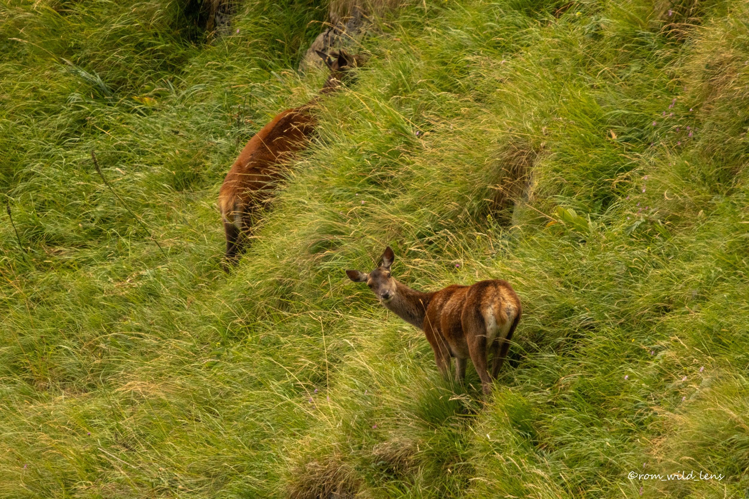 Cerf élaphe, Pyrénées centrales