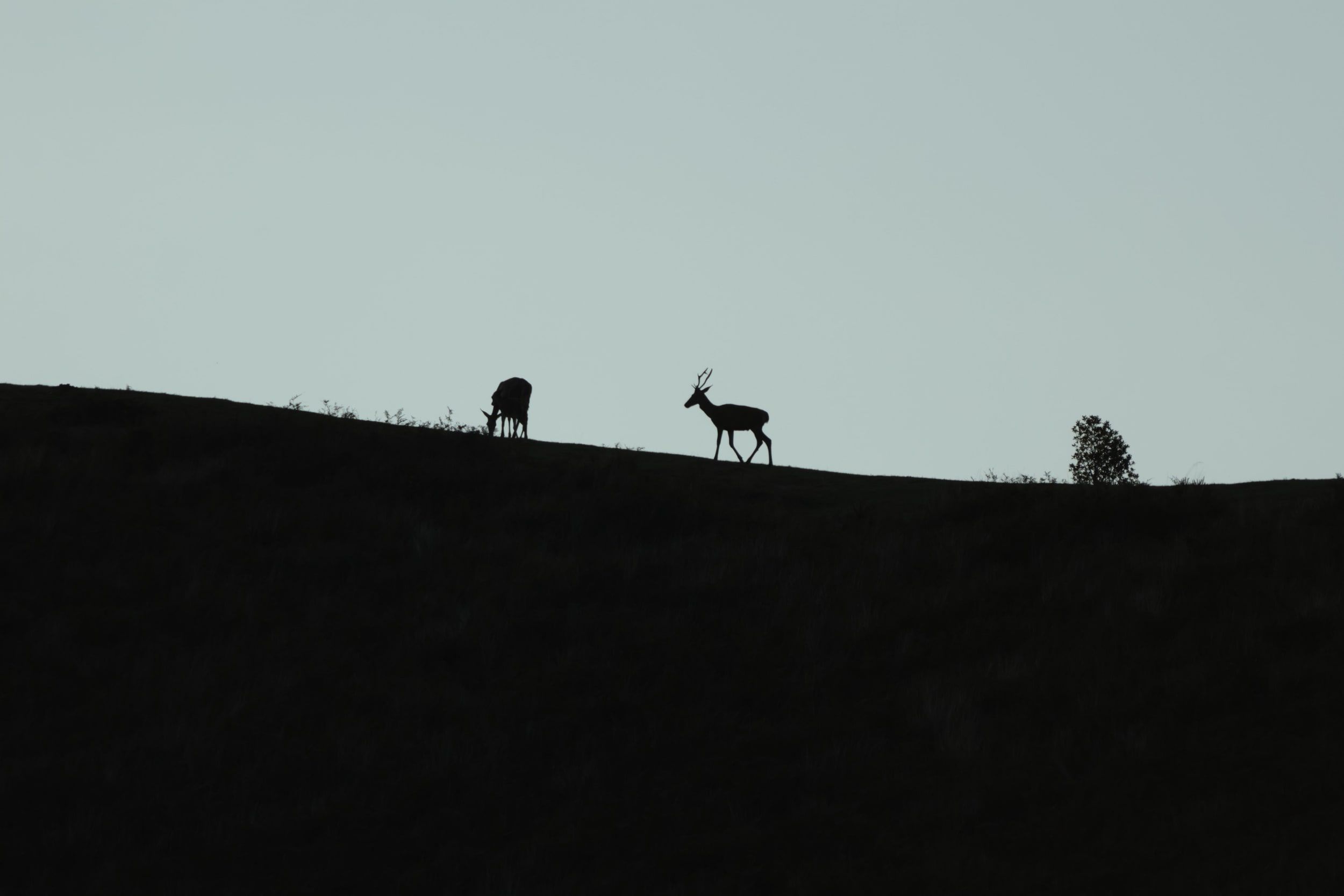 Cerf élaphe, Iraty