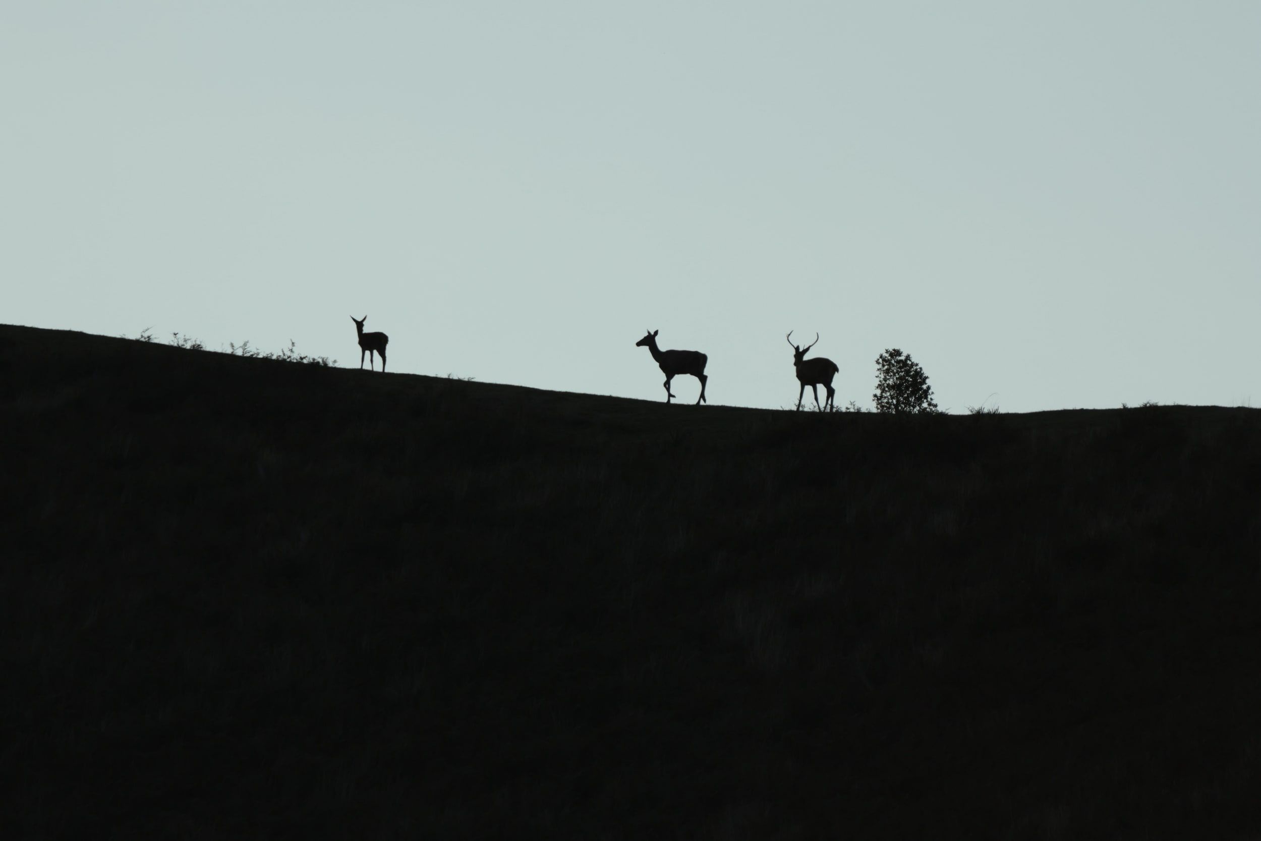 Cerf élaphe, Iraty