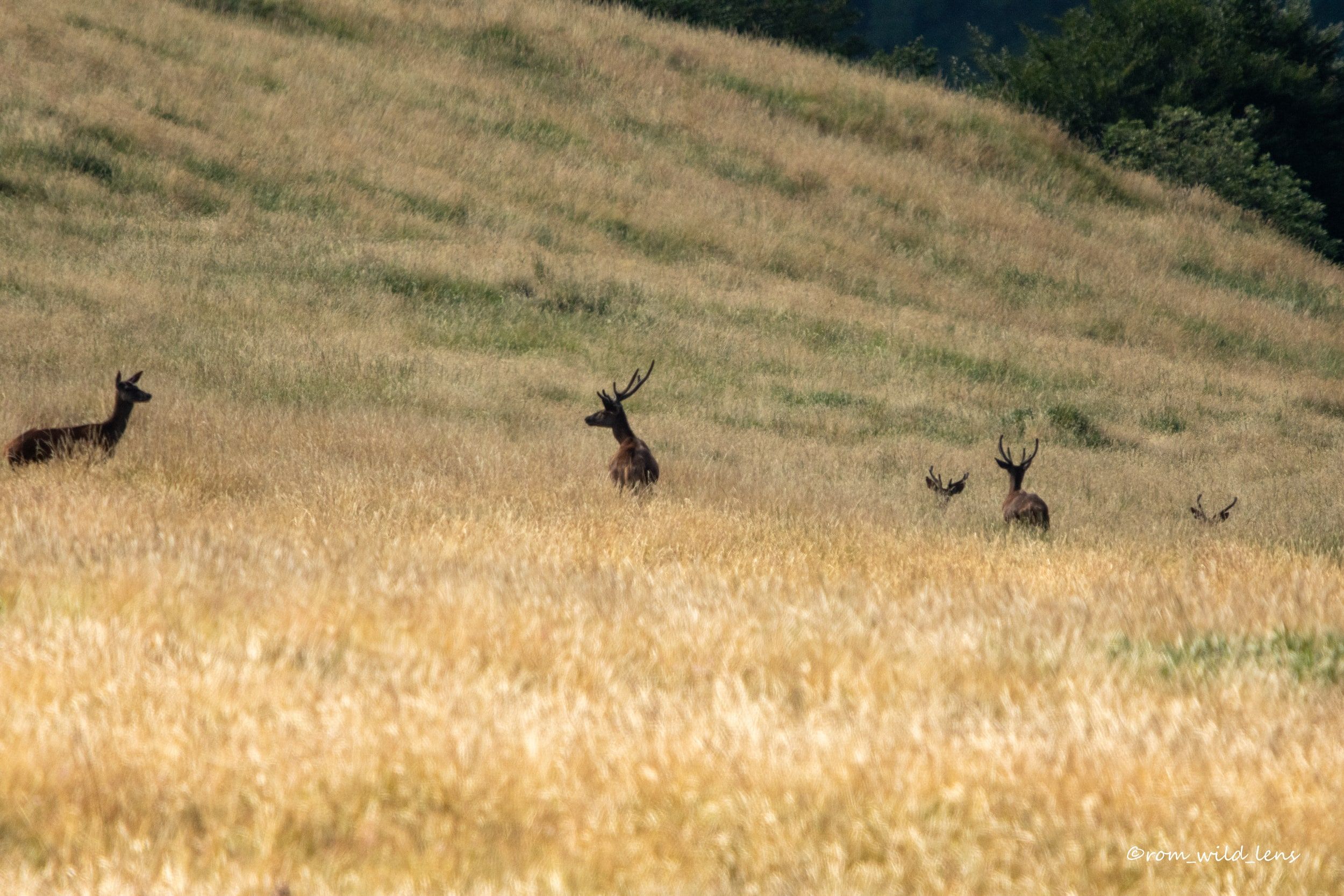 Cerf élaphe, Pyrénées centrales