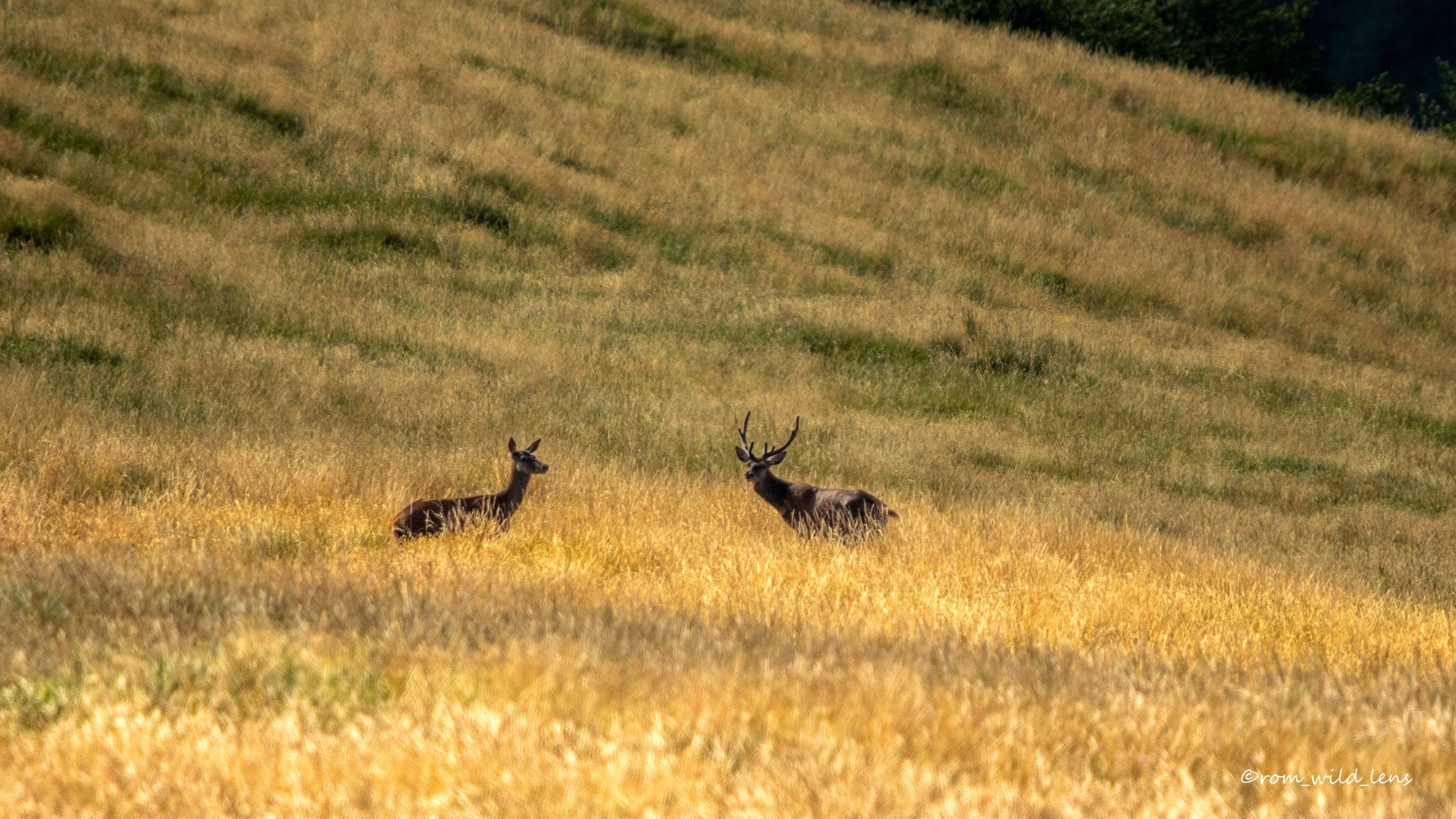 Cerf élaphe, Pyrénées centrales