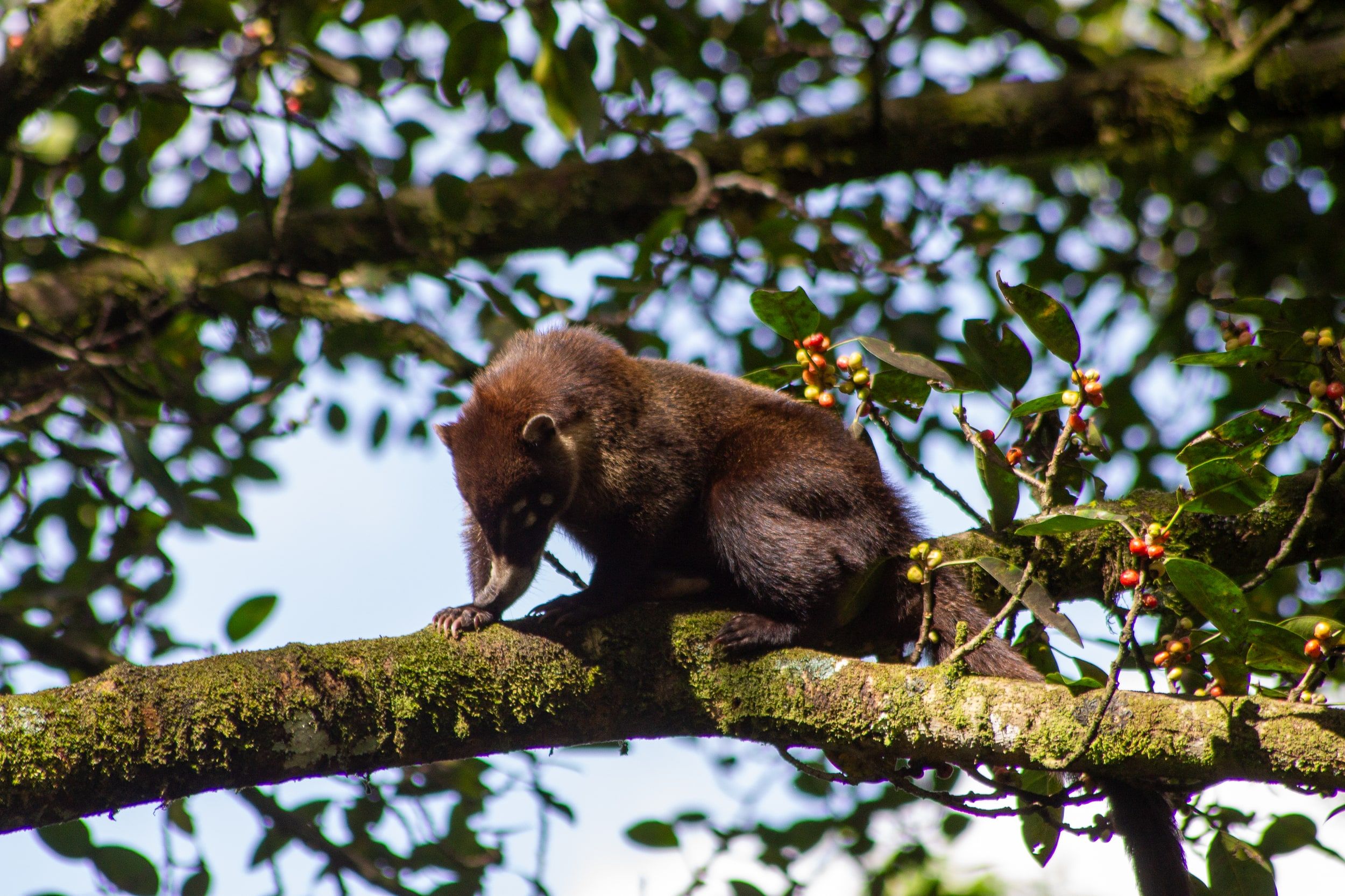 Coati à nez blanc, Costa Rica