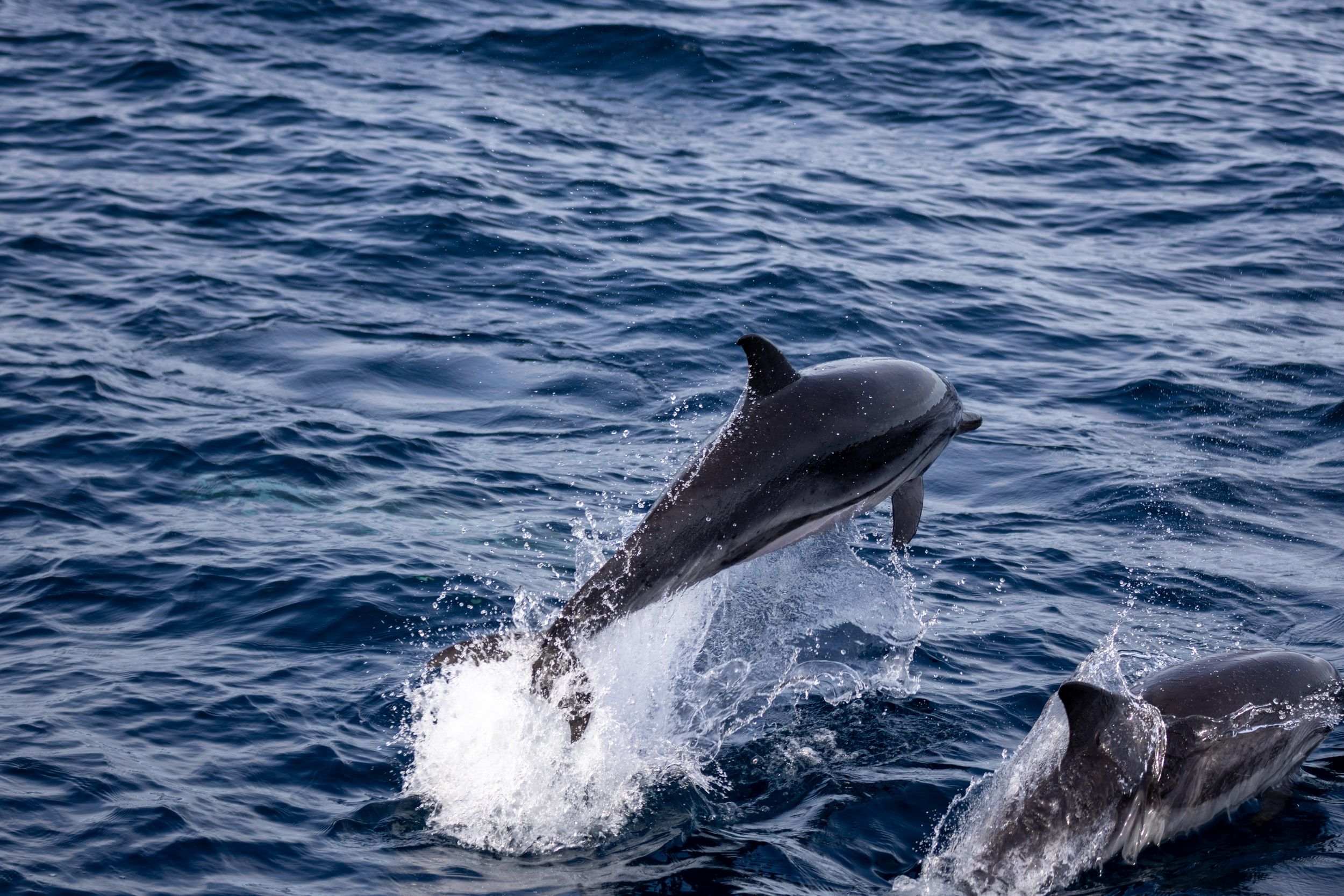 Dauphin commun, Golfe de Gascogne
