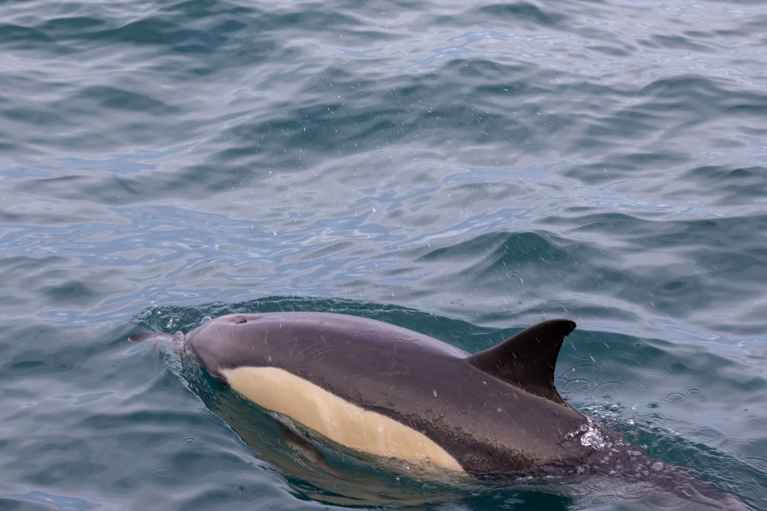 Dauphin commun, Golfe de Gascogne