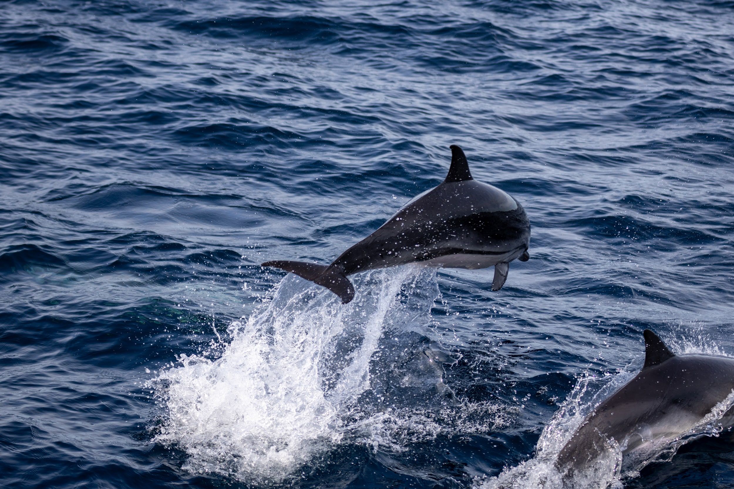 Dauphin commun, Golfe de Gascogne