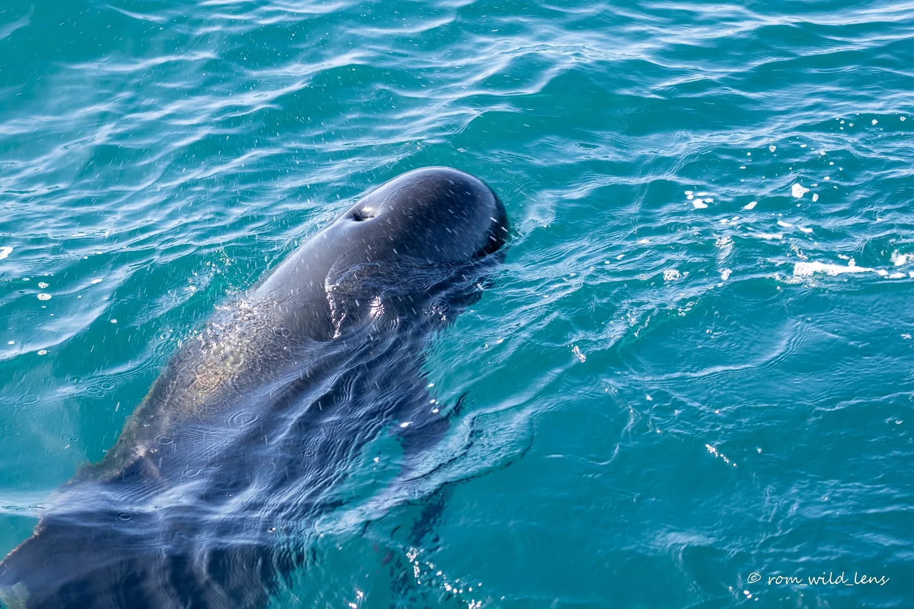 Globicéphale noir dans une eau turquoise