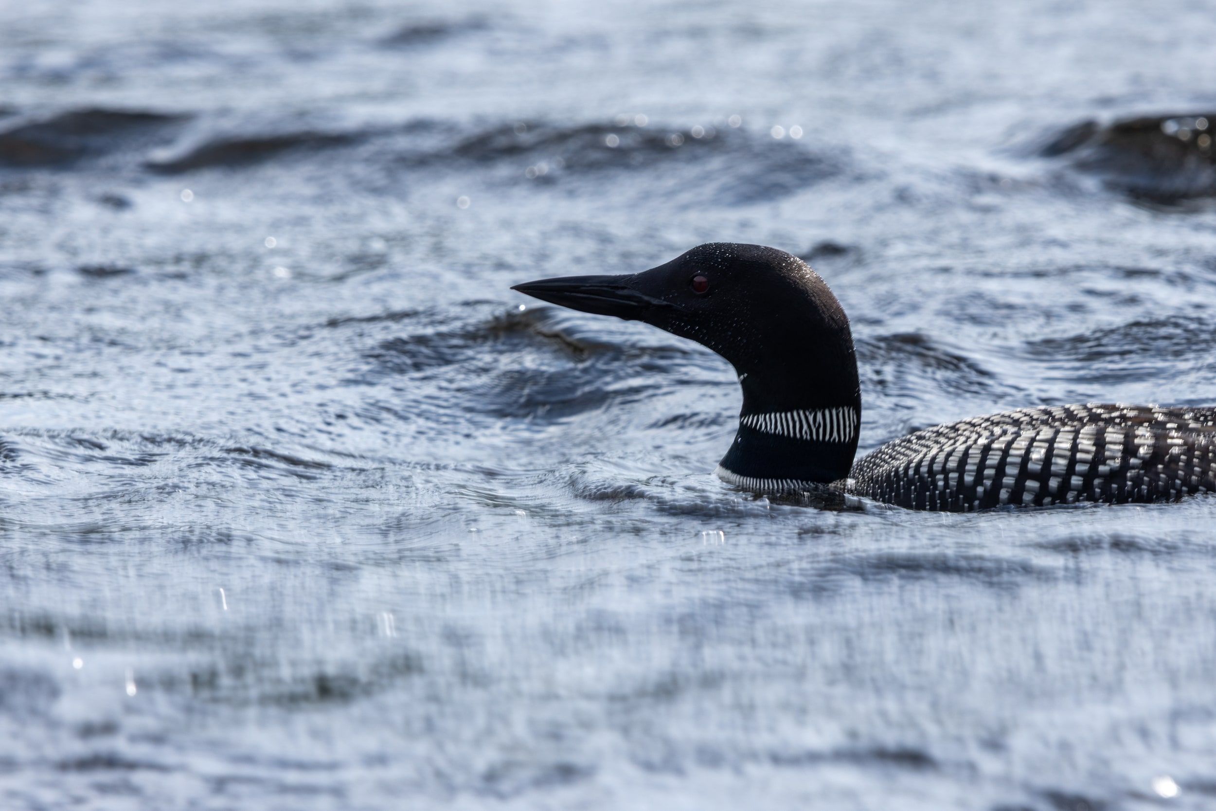 Plongeon huard, Québec