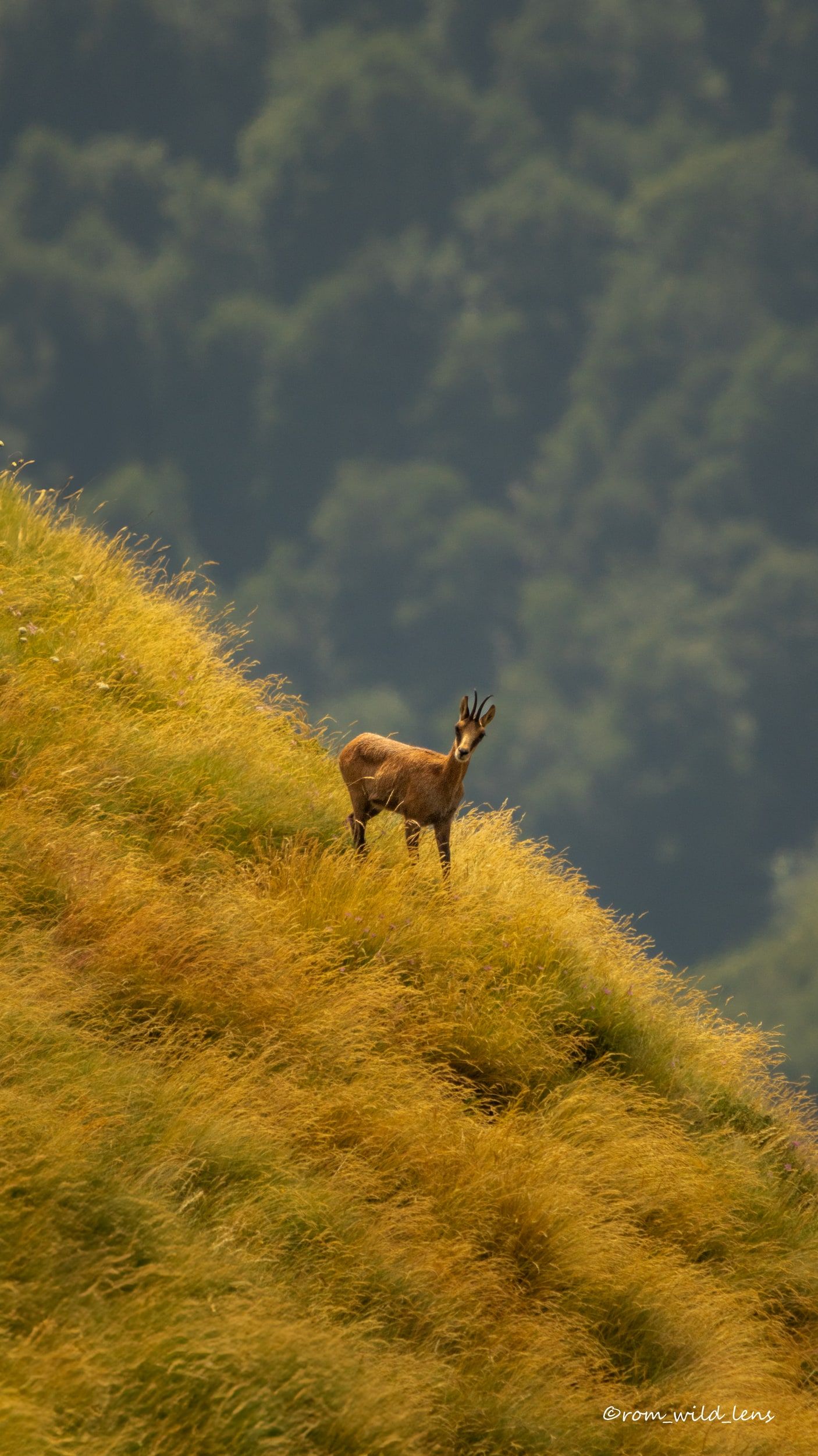 Isard, Pyrénées centrales