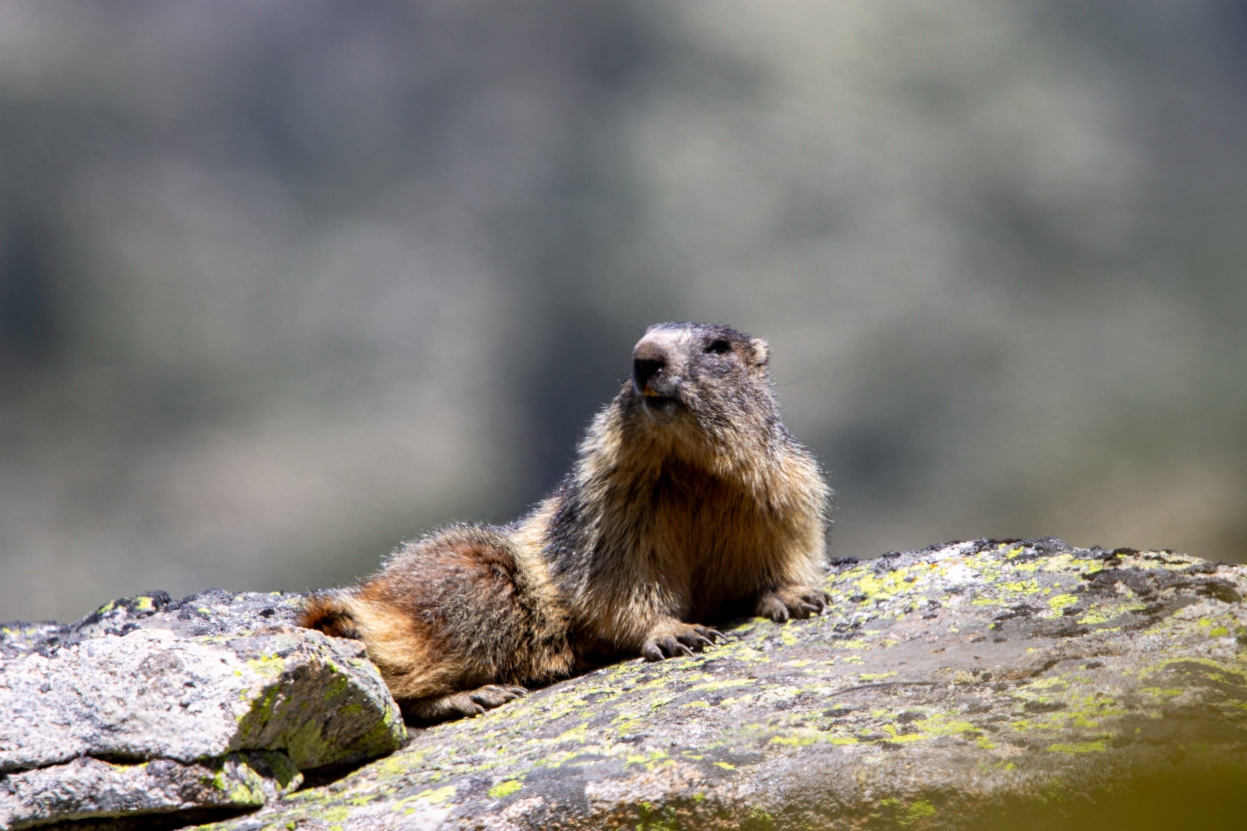 Marmotte des Alpes, Néouvielle