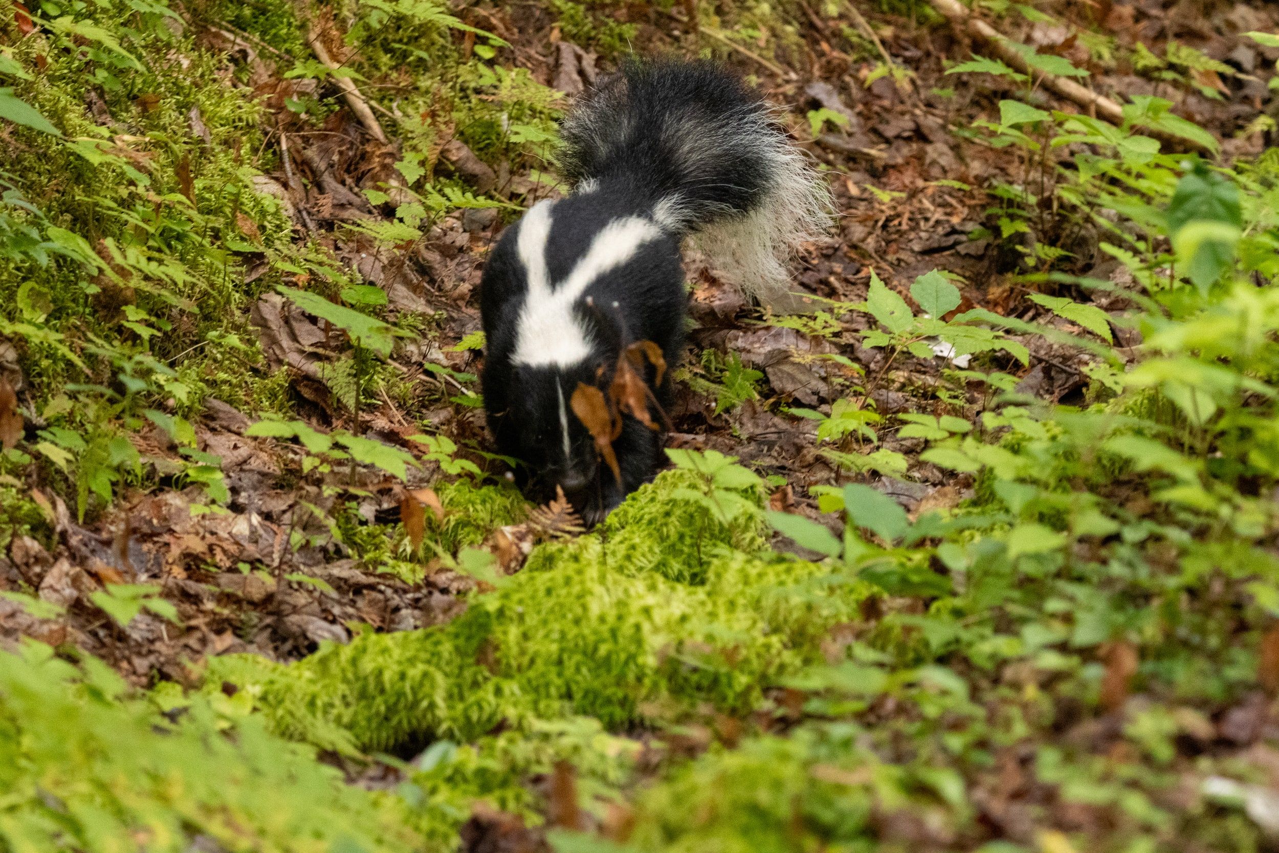 Moufette rayée, Tadoussac